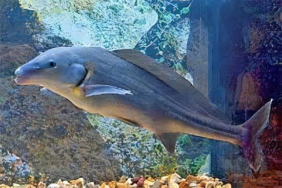 Freshwater Dolphin Fish