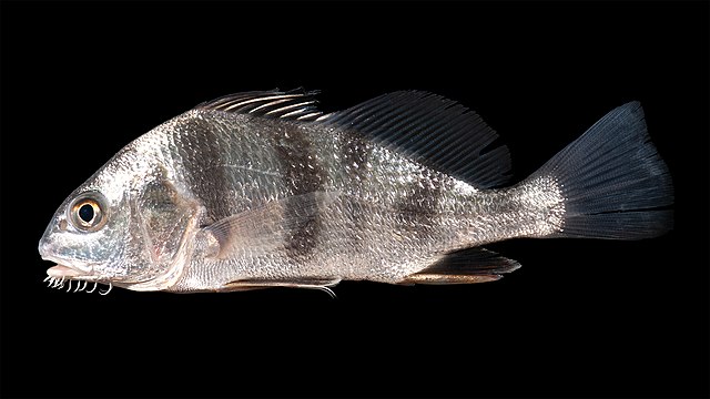 Discover the Amazing Black Drum Fish Taste