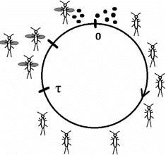 Explaining Life Stages of Stoneflies