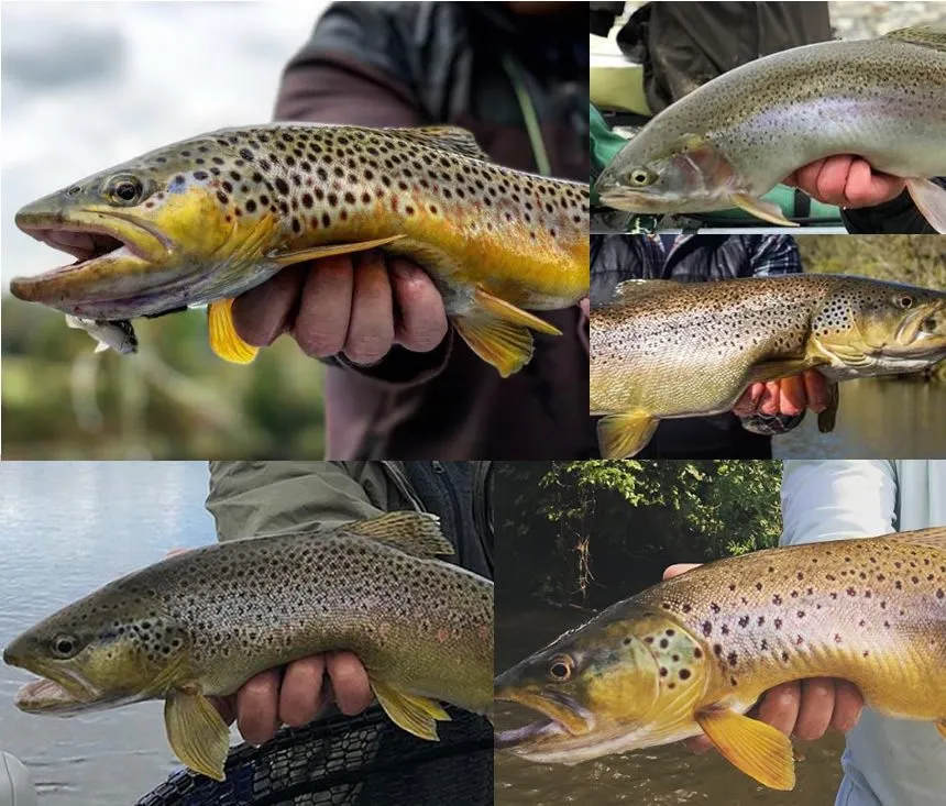 How to Hold a Trout