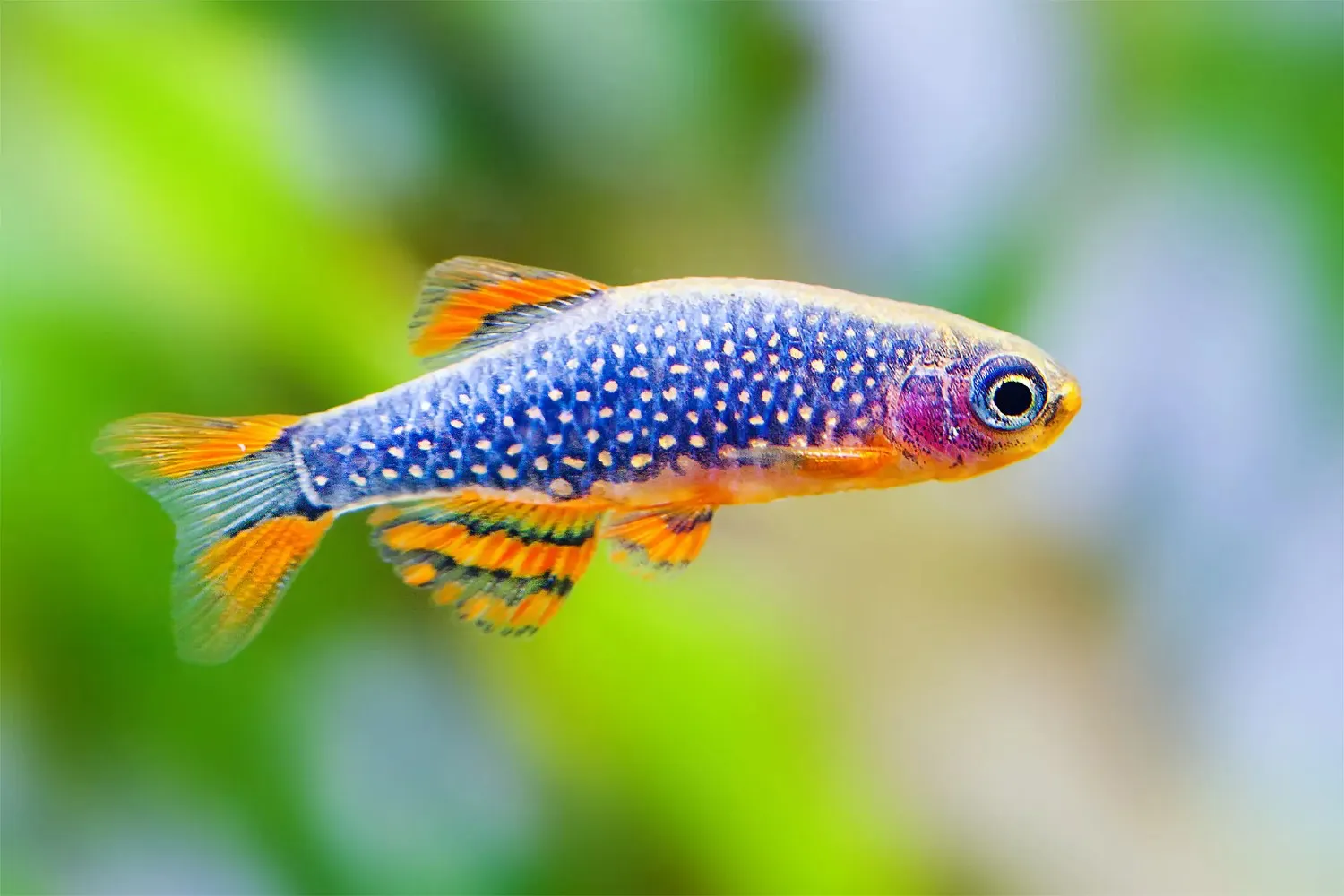 Best Freshwater Fish for Beginners