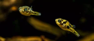 Aquarium for Freshwater Puffer Fish