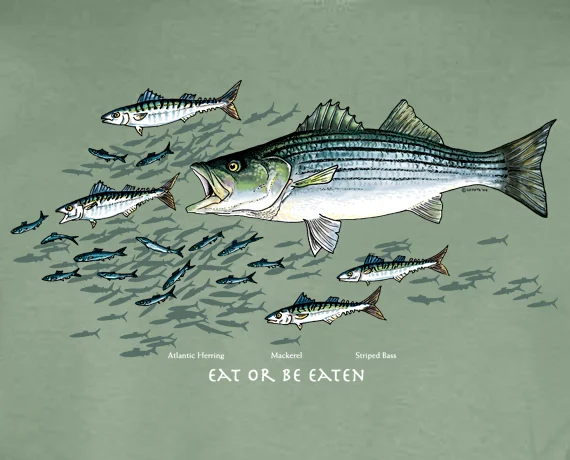 Striped Bass Eat