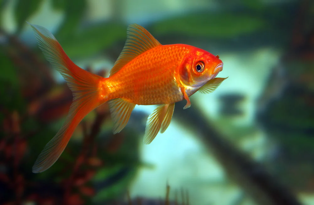 Best Freshwater Fish for Aquariums