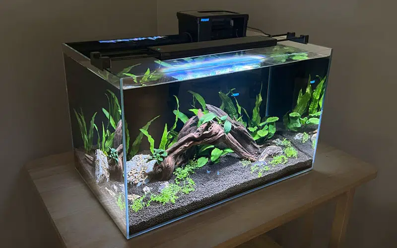 Freshwater Fish Tank Setup Guide
