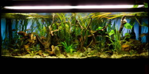 Aquarium Lighting Tips